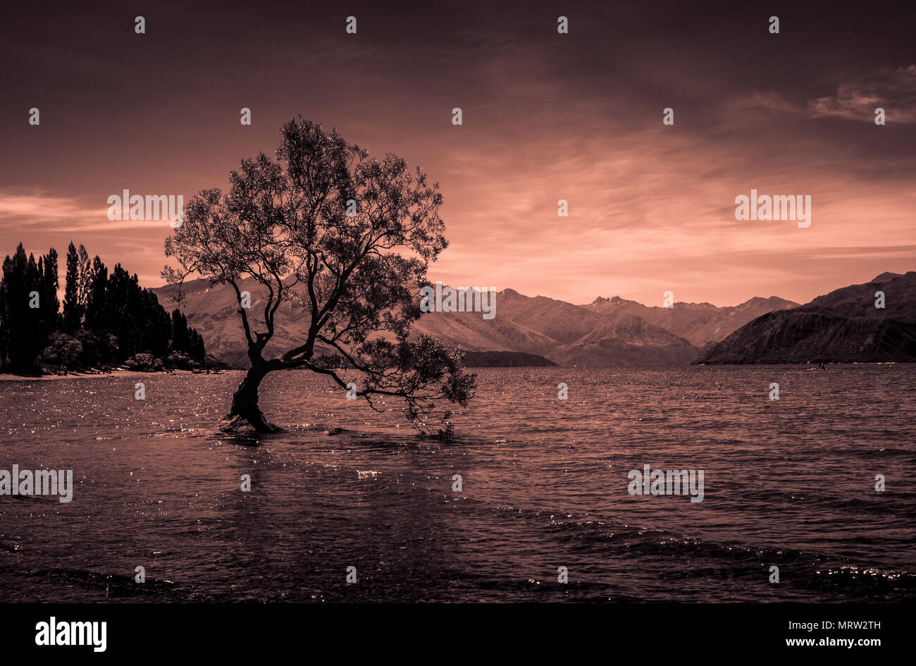 Que Wanaka - arbre célèbre lonely tree growing in Wanaka Lake dans le sud de l'île de la Nouvelle-Zélande, les montagnes en arrière-plan, ton orange Banque D'Images