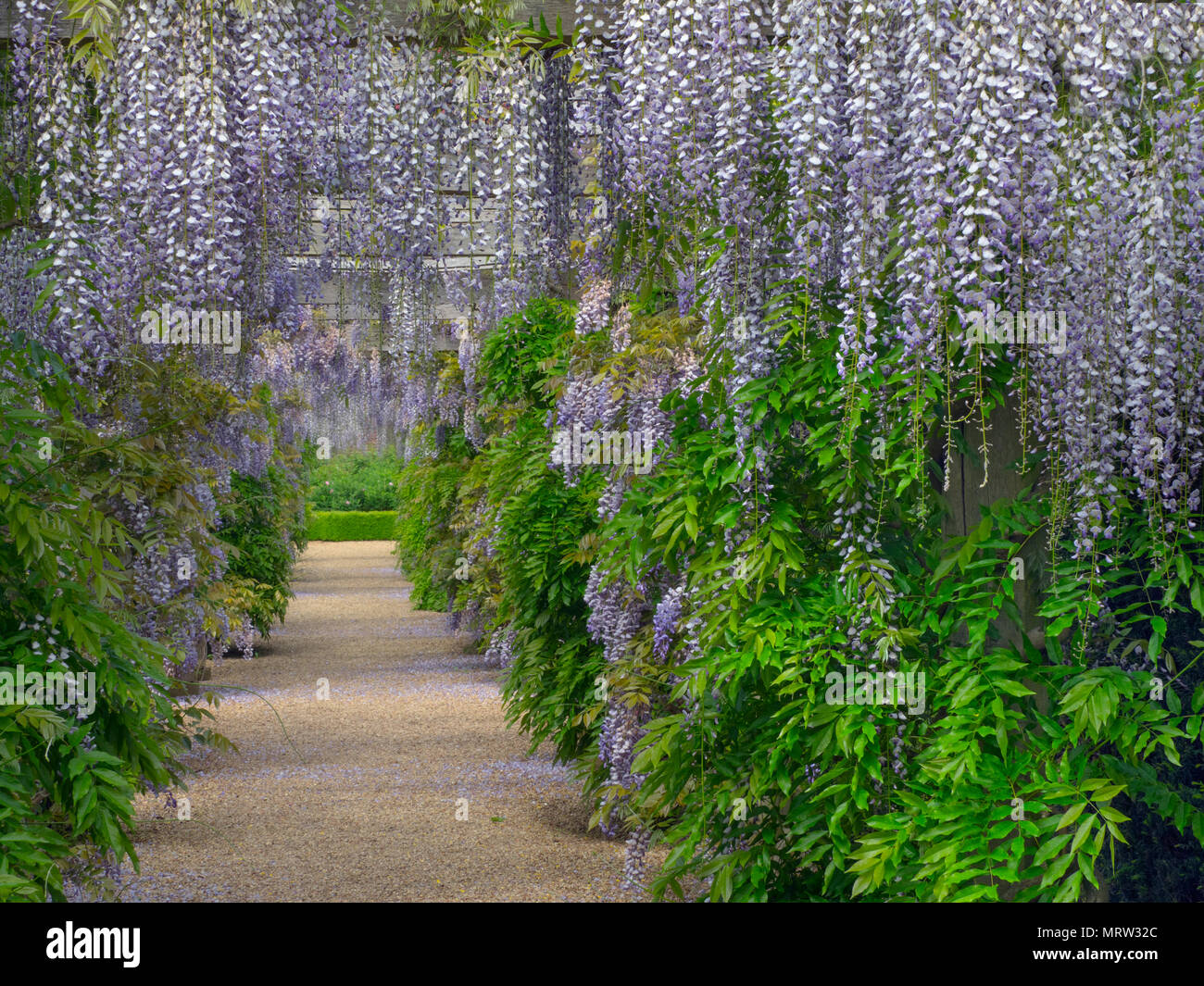 Passage de wisteria sinensis Glycine originaire de Chine Houghton Hall garden Norfolk Banque D'Images