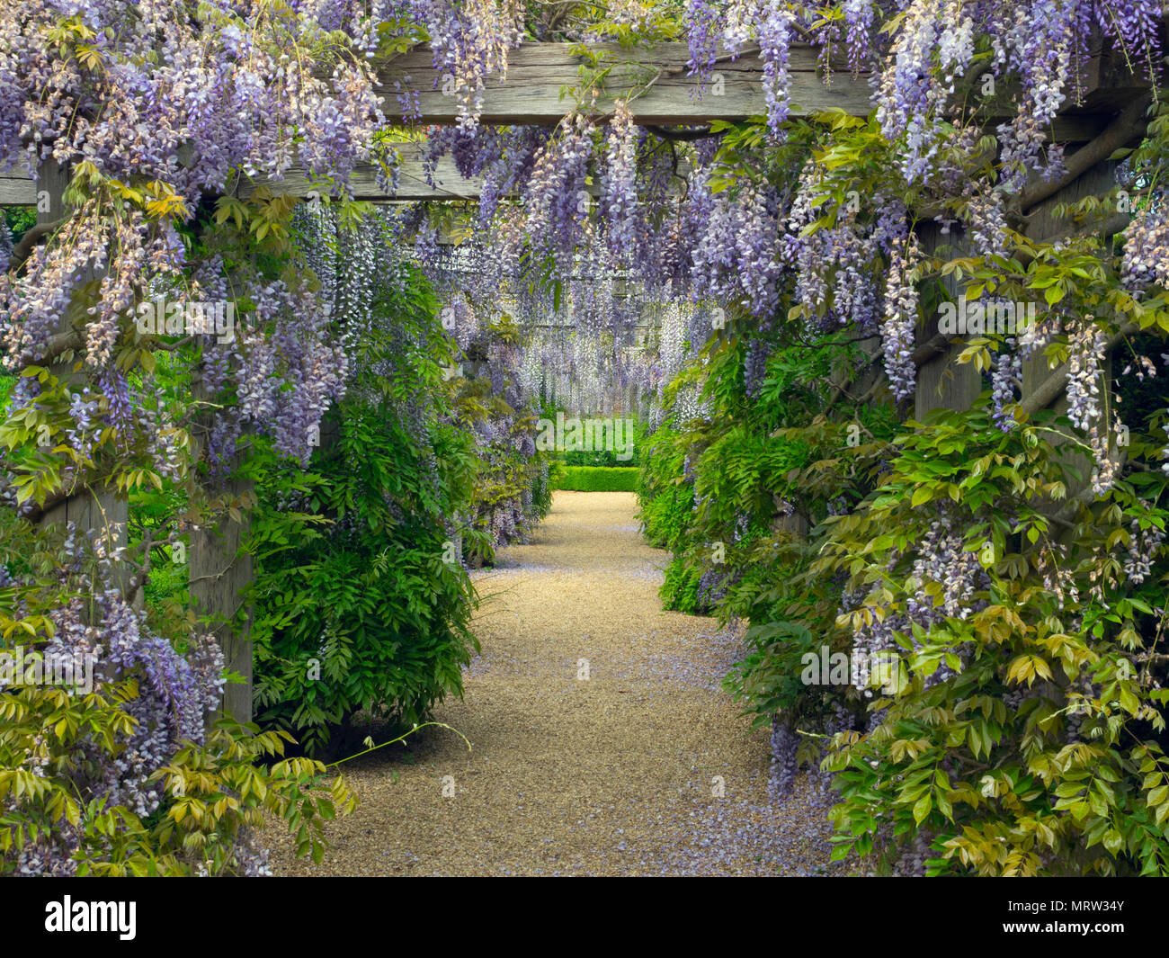 Passage de wisteria sinensis Glycine originaire de Chine Houghton Hall garden Norfolk Banque D'Images