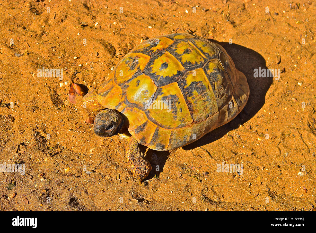 Tortue, profiter de la chaleur des rayons du soleil sur la maison de vacances île de Kefalonia, Grèce Céphalonie / Banque D'Images