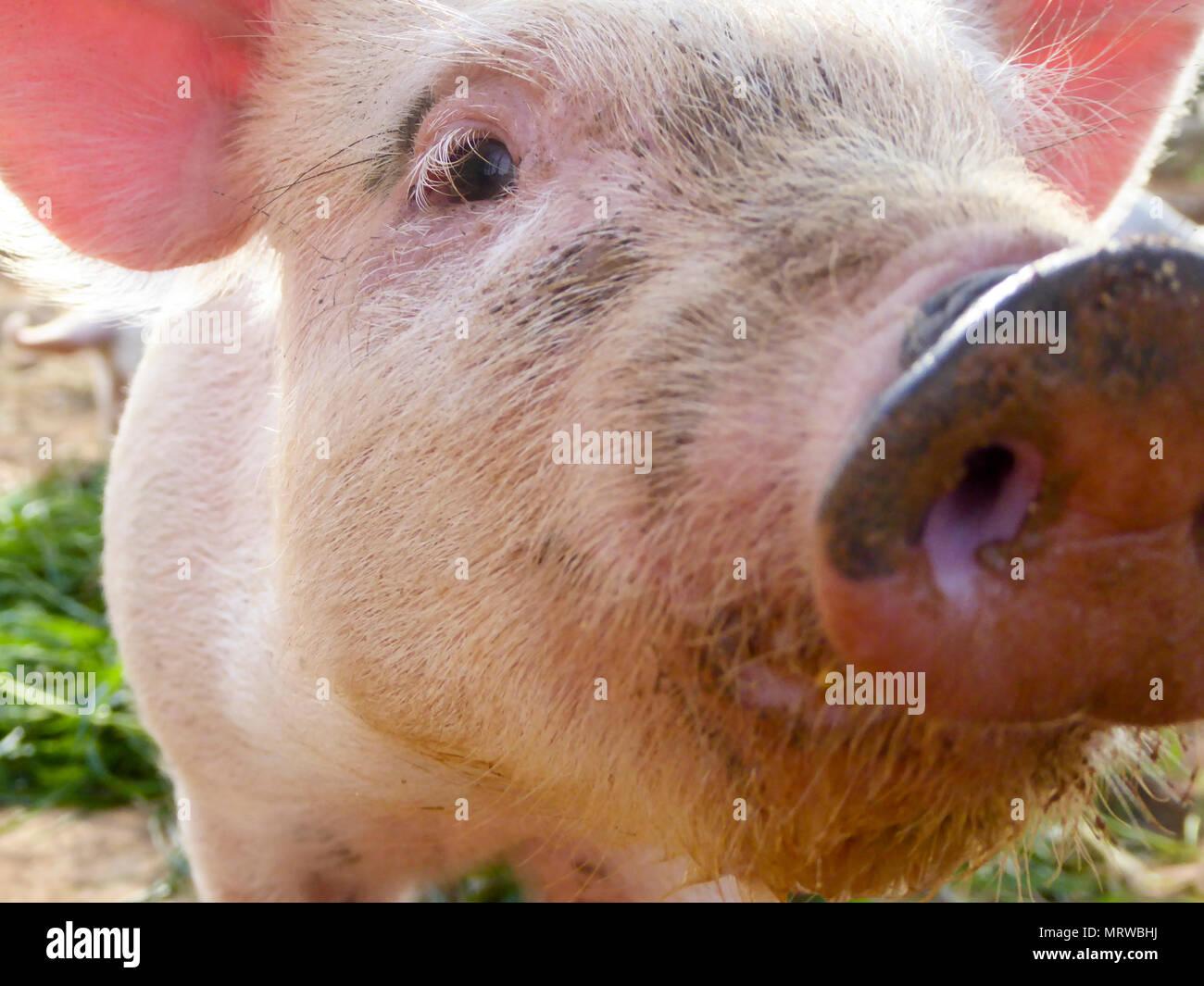 Porc domestique (Sus scrofa domestica) Piglet, curieux, portrait, close-up, Majorque, Îles Baléares, Espagne Banque D'Images