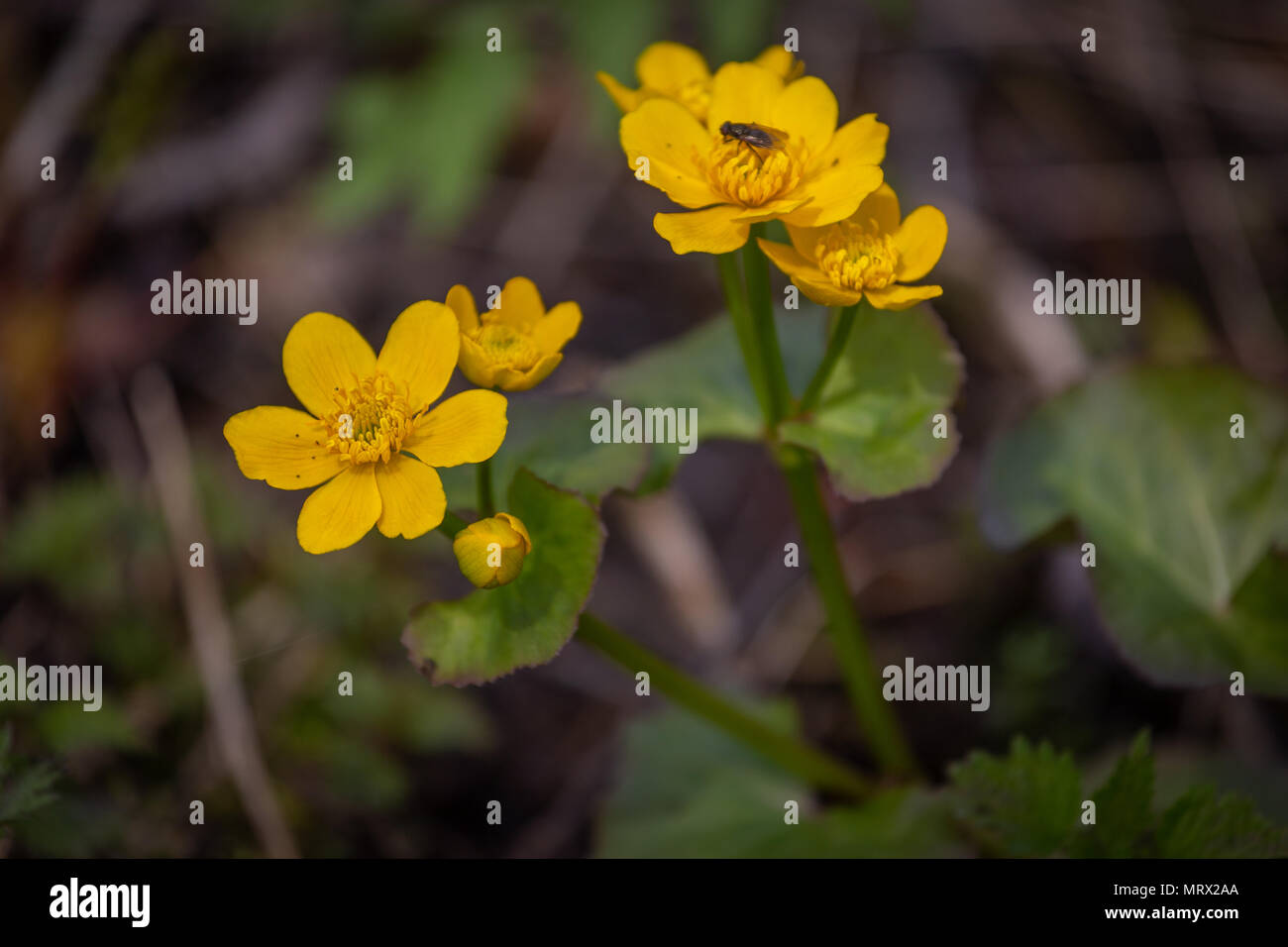 Arrière Plan De Printemps Jaune Avec Fleur Meadow Caltha