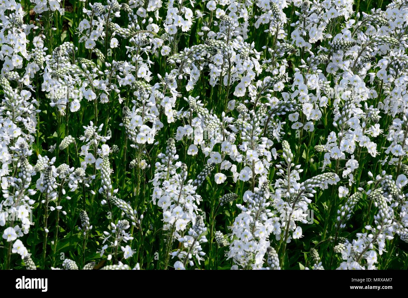 Gunnera manicata Tissington White Speedwell flèches de fleurs blanches Banque D'Images