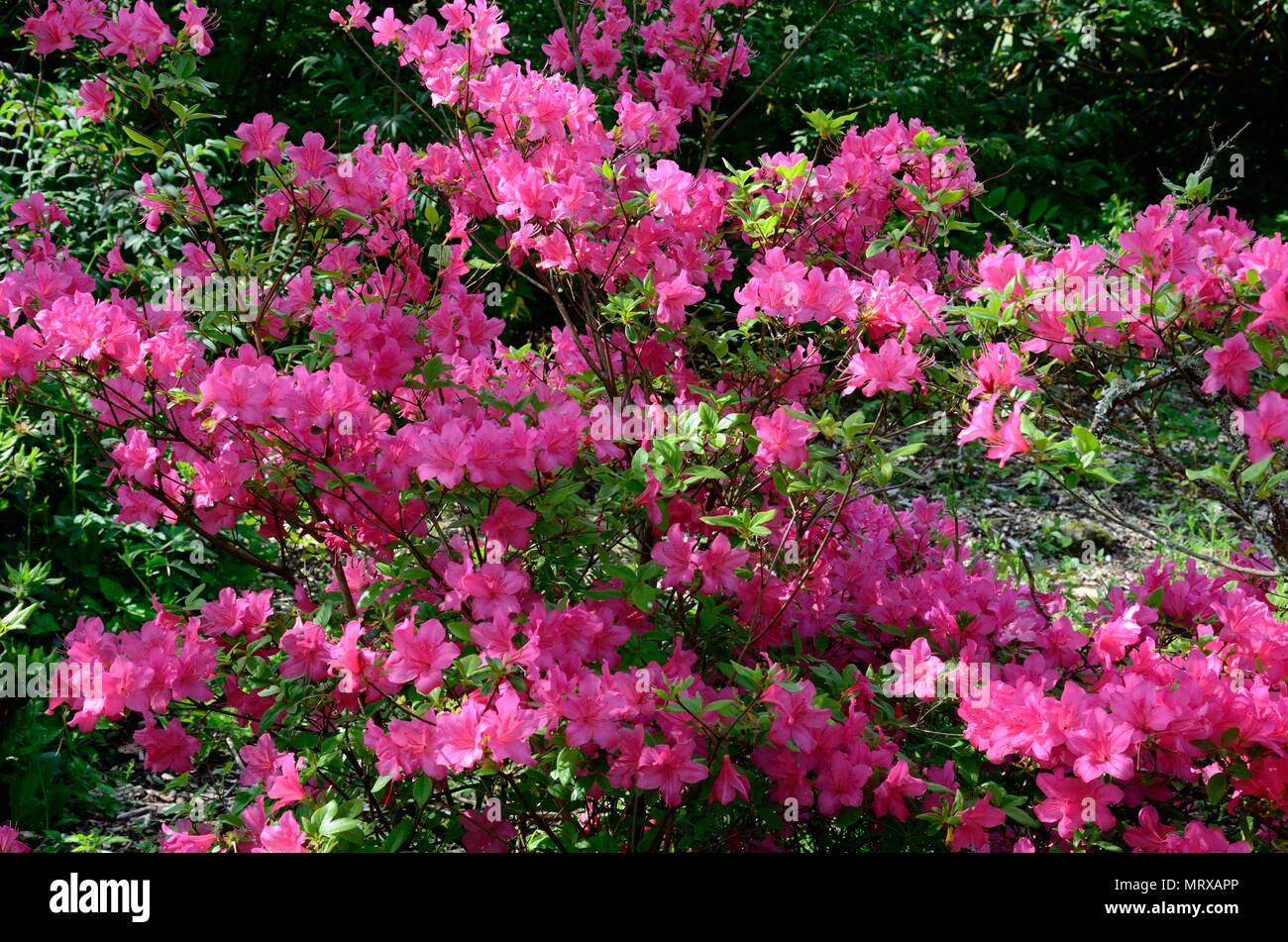 Rhododendron fleurs amoneum amoneum Azalia azalia evergreen Banque D'Images