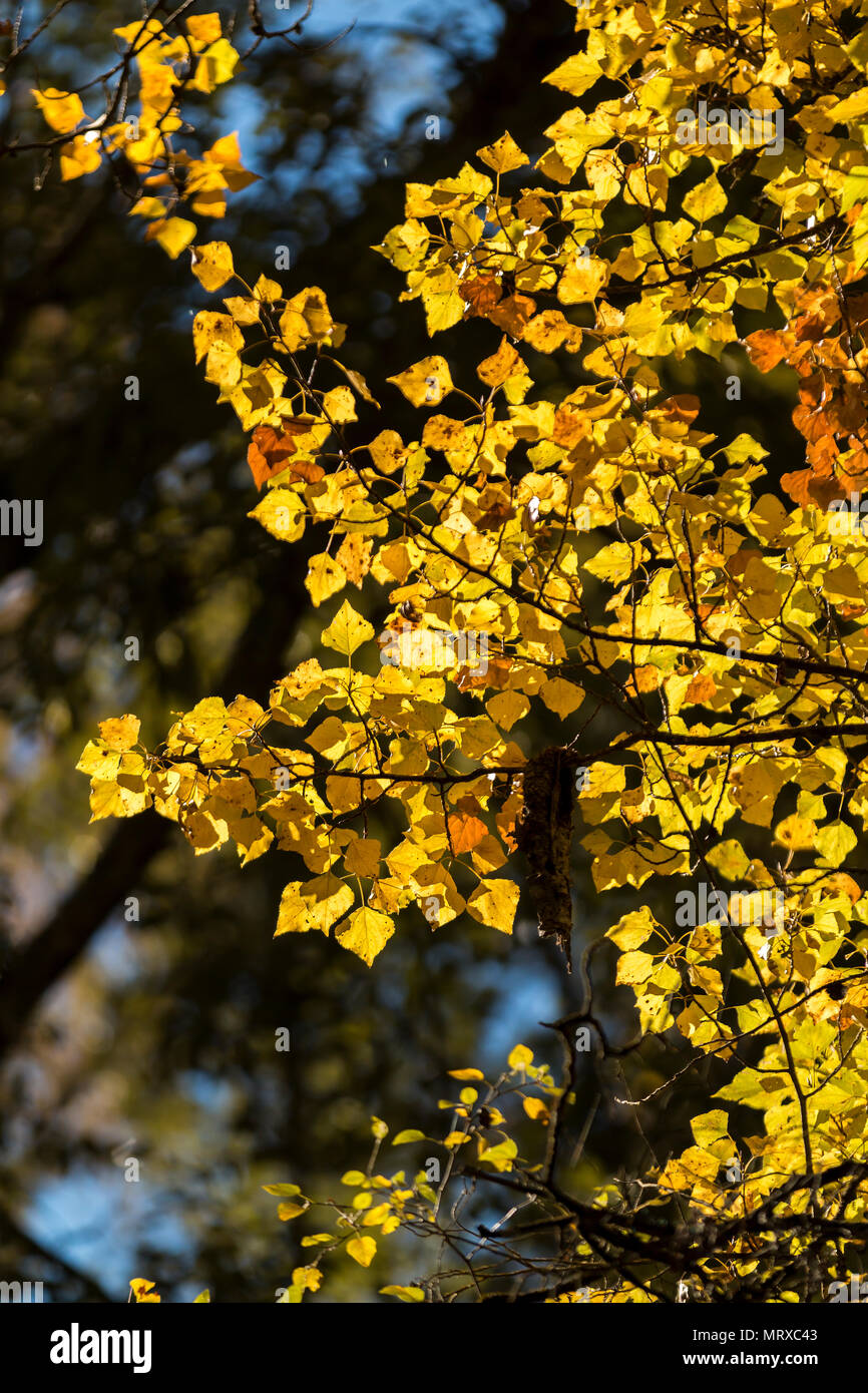 Branche de l'arbre lumineux aux couleurs jaune et orange laisse allumé avec soleil doré Banque D'Images