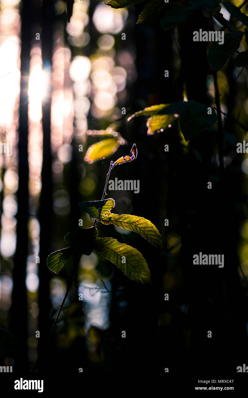 La lumière du soleil lumineuse de rétro-éclairage lumineux dans les bois branches vertes et arbustes Banque D'Images