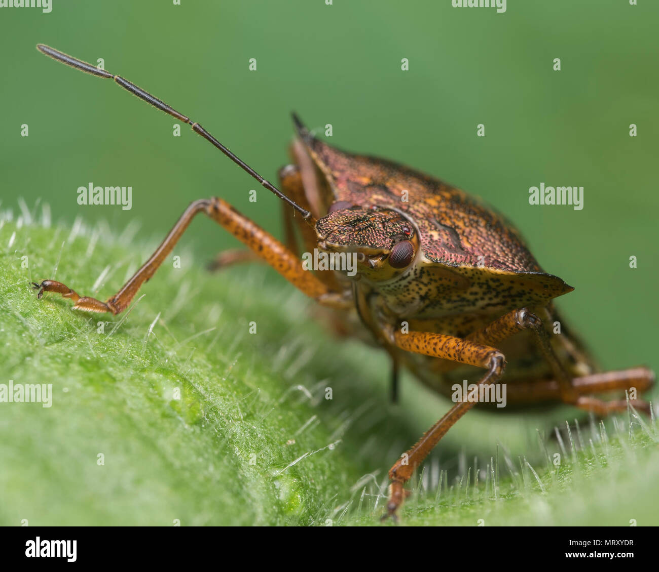 Close up of Forest Shieldbug (Pentatoma rufipes) perché sur la feuille. Tipperary, Irlande Banque D'Images