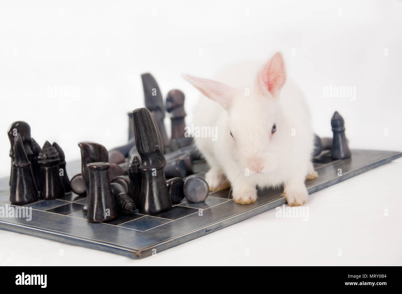 Balades de lapin sur un échiquier Banque D'Images