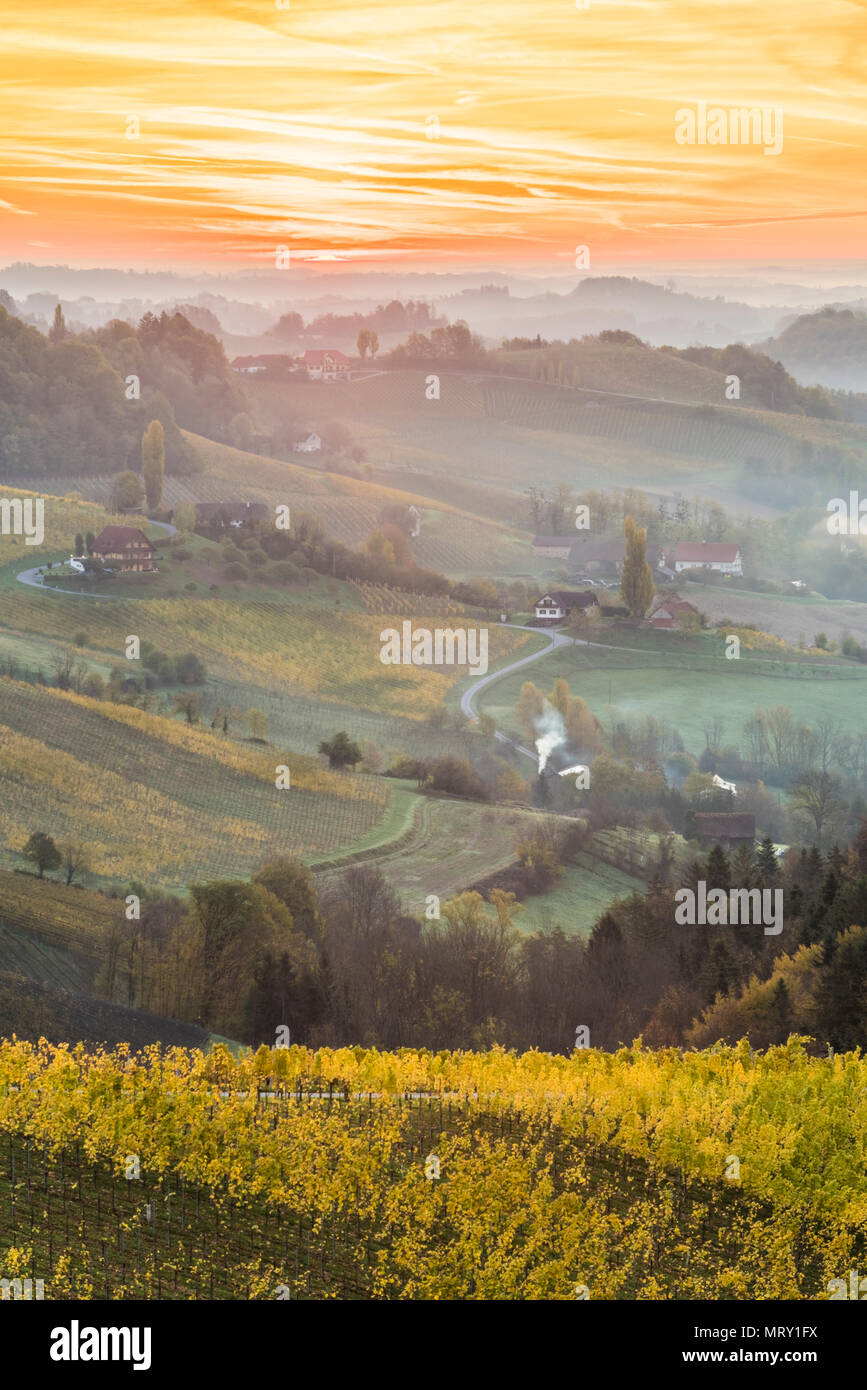 Le lever du soleil dans la région de vin. Kungota, Spicnik Drava, région, la Slovénie. Banque D'Images