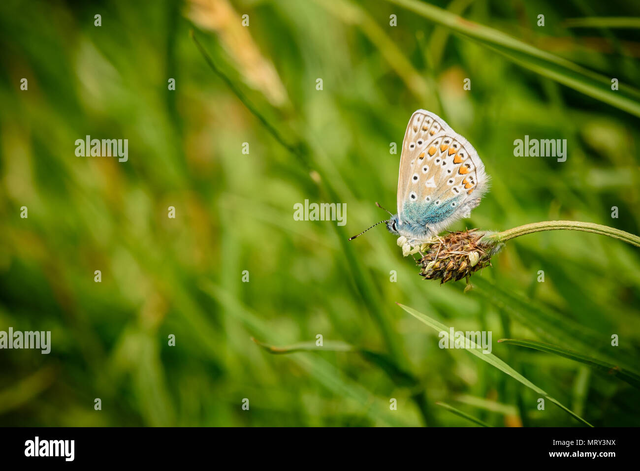 Silver-Studded blue butterfly à Cornwall, UK Banque D'Images