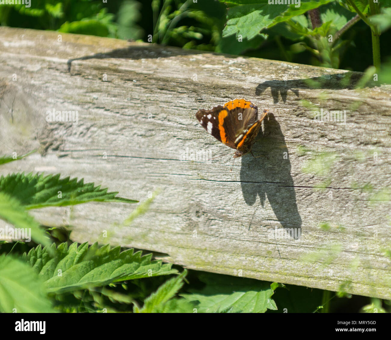L'amiral rouge perché sur le côté du papillon en bois, avec de fortes montrant les ailes de l'ombre, la tête et les antennes. Banque D'Images
