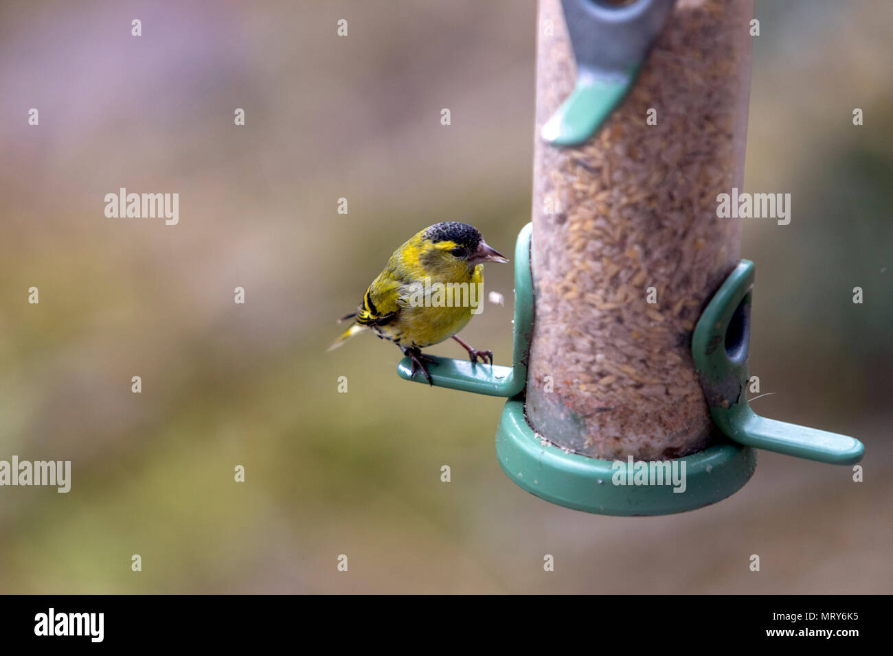 La RSPB, Lake Vyrnwy, Powys, Wales, UK Banque D'Images