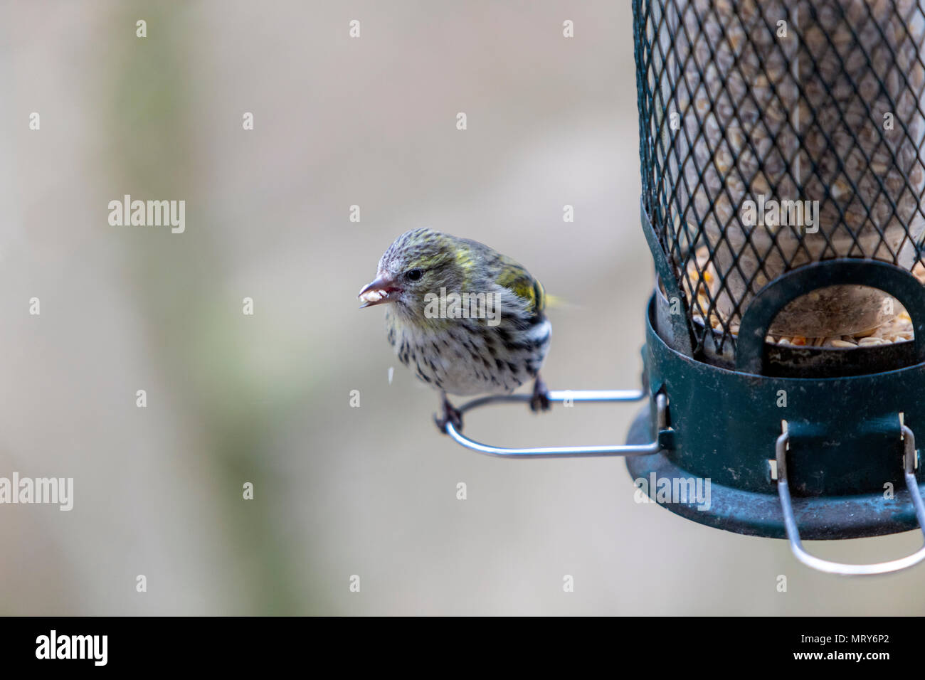 La RSPB, Lake Vyrnwy, Powys, Wales, UK Banque D'Images