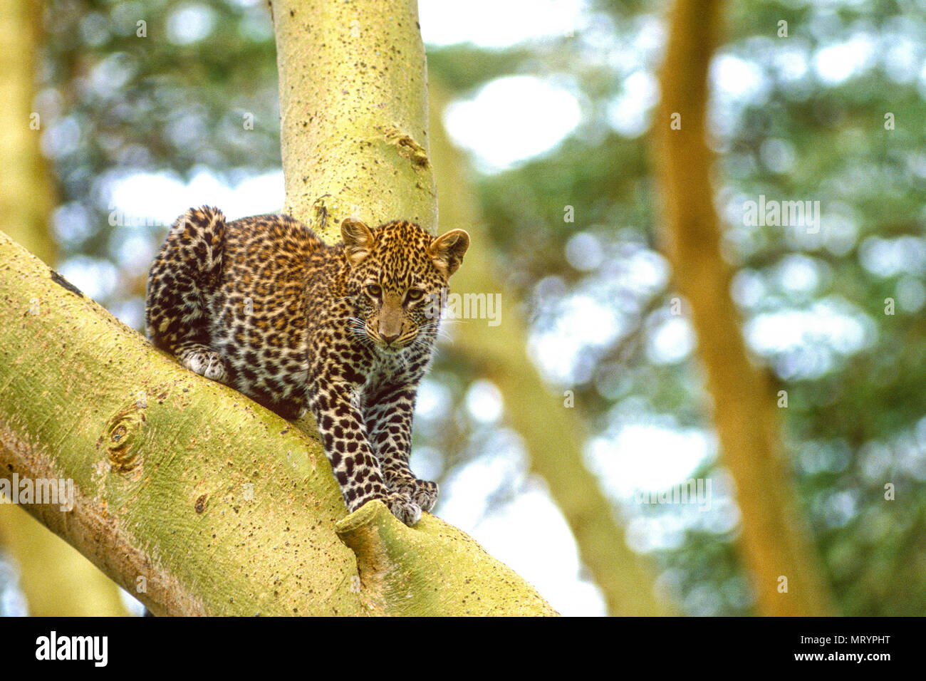 Leopard (Panthera pardus) , Parc national du lac Nakuru, au Kenya, dans un arbre Banque D'Images