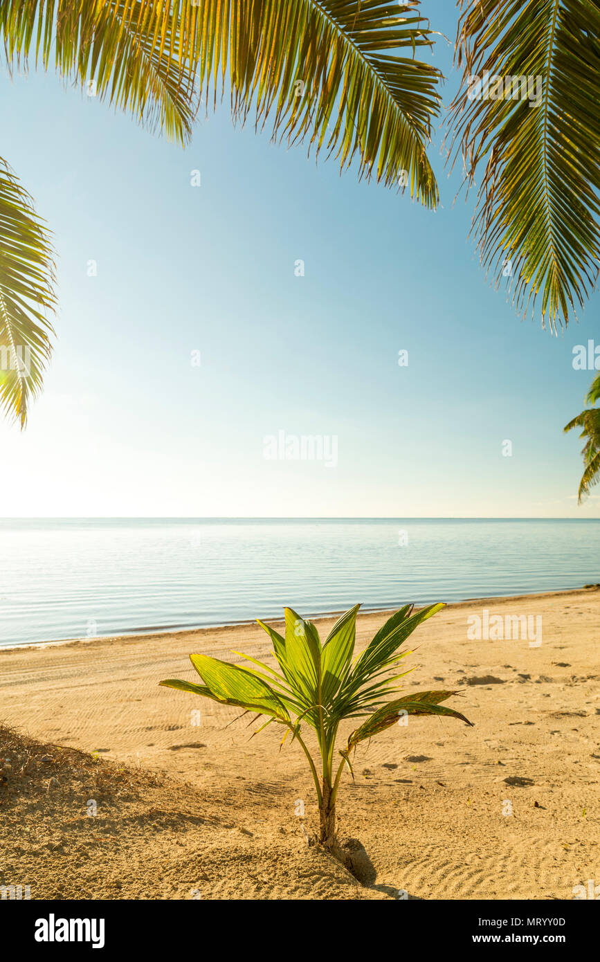 Jeune palmier pousse dans le sable on tropical beach Banque D'Images