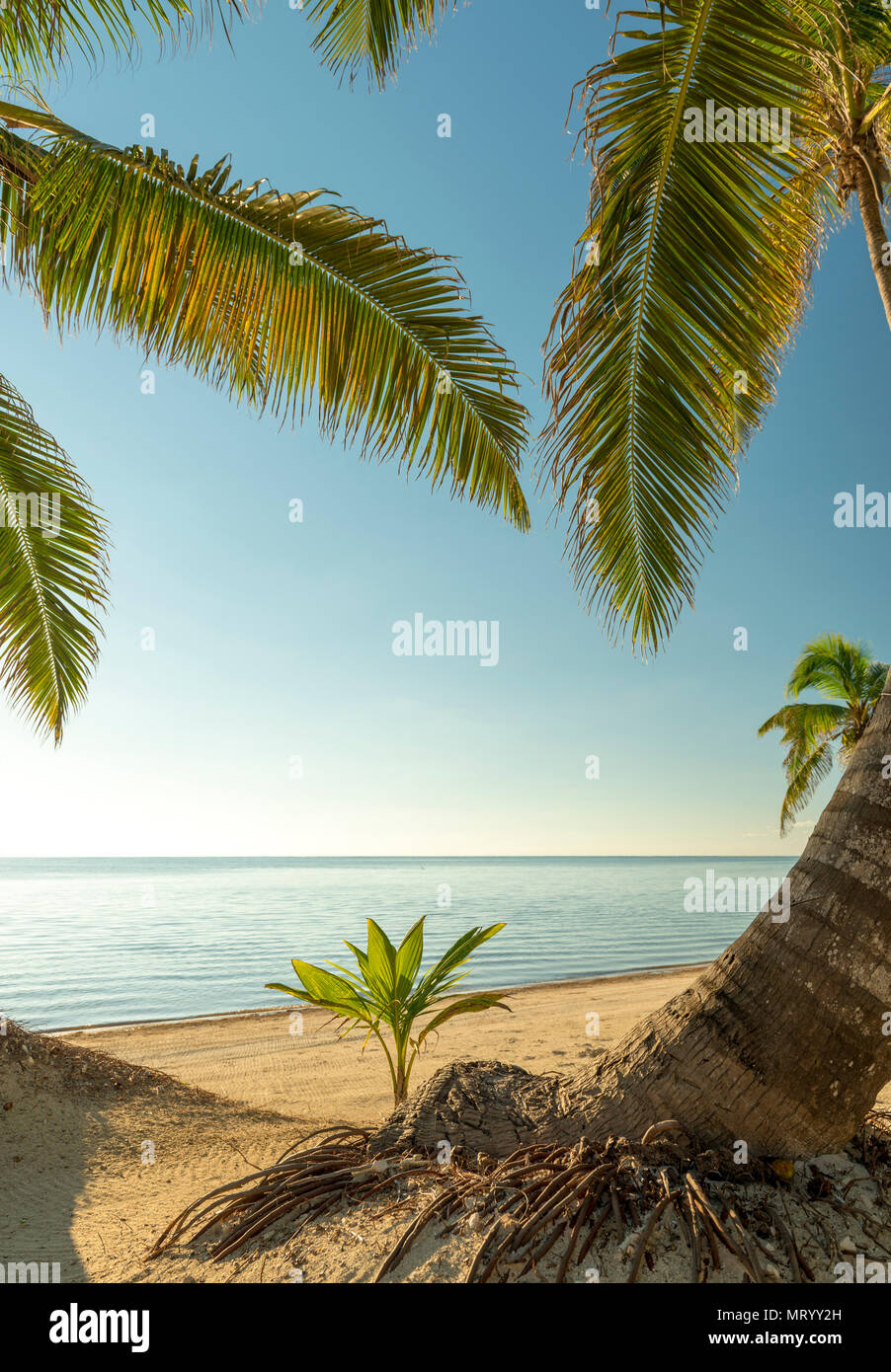 Jeune palmier pousse dans le sable on tropical beach Banque D'Images