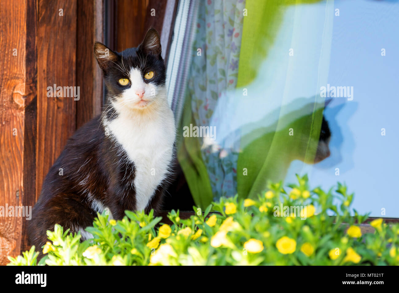 Chat Noir Et Blanc Sur Lancienne Maison En Bois De Fenêtre