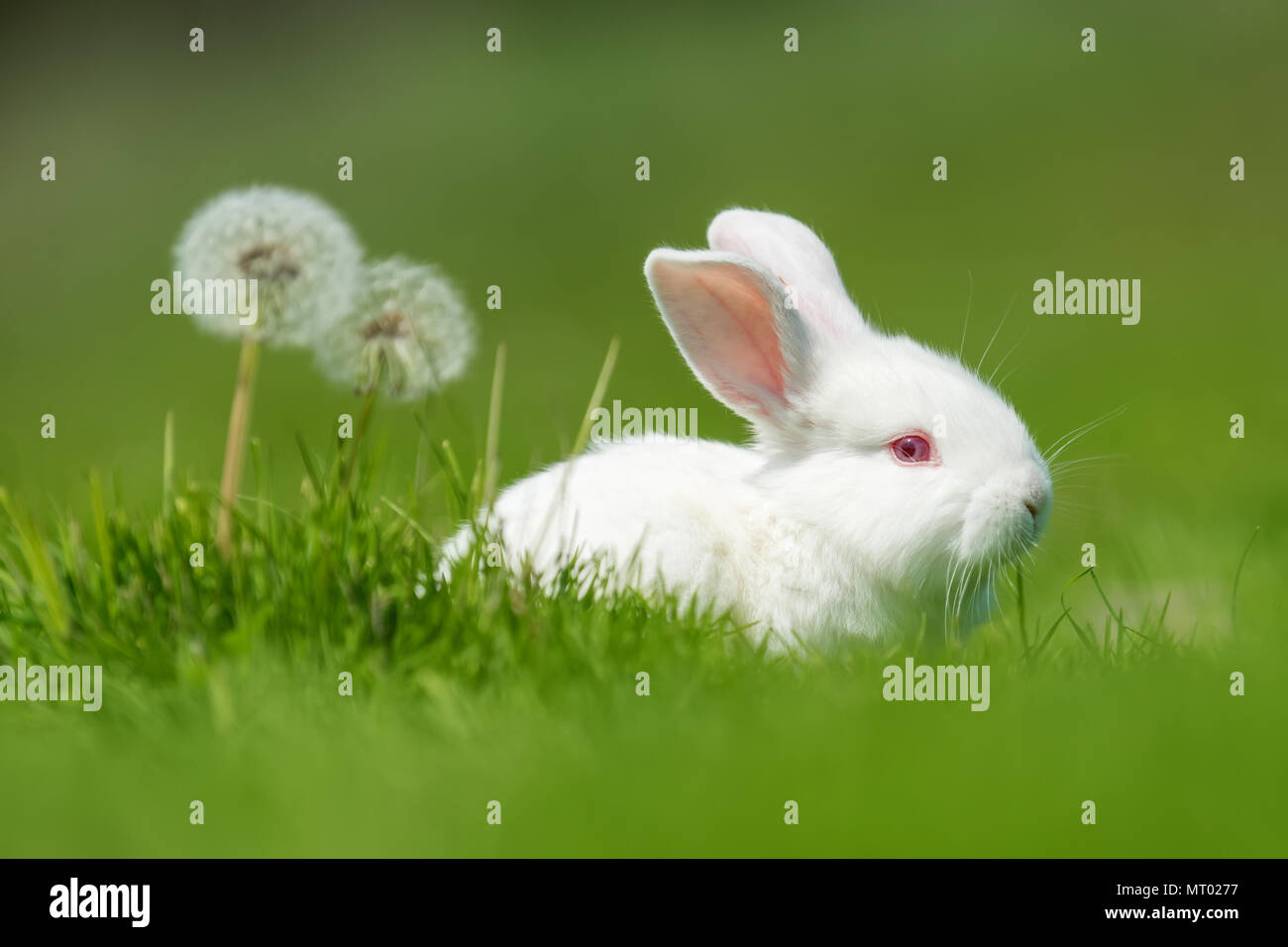 Lapin nouveau-né sur l'herbe verte du printemps à la ferme Banque D'Images