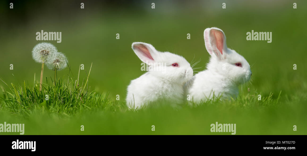 Lapin nouveau-né sur l'herbe verte du printemps à la ferme Banque D'Images