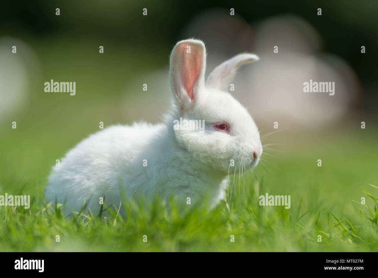 Lapin nouveau-né sur l'herbe verte du printemps à la ferme Banque D'Images