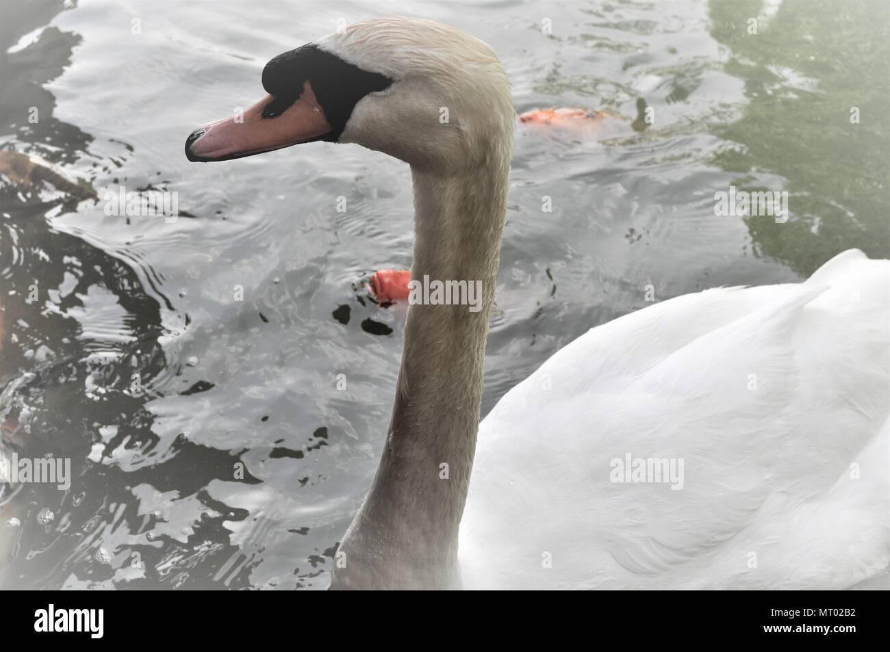 Cygne blanc sur l'eau et des poissons. Banque D'Images