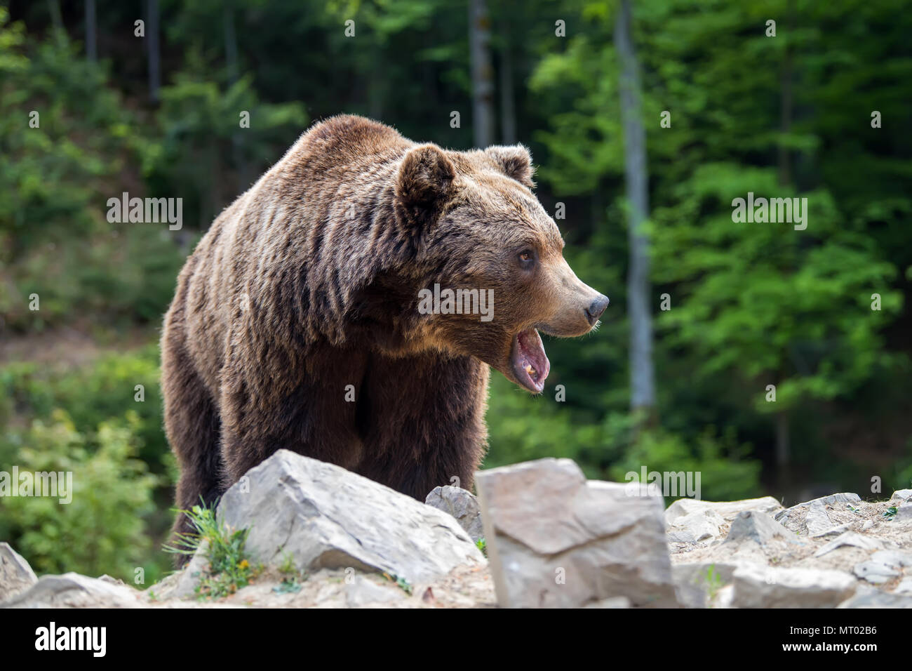 Ours brun européen dans une forêt. Animal sauvage dans la nature habitat Banque D'Images