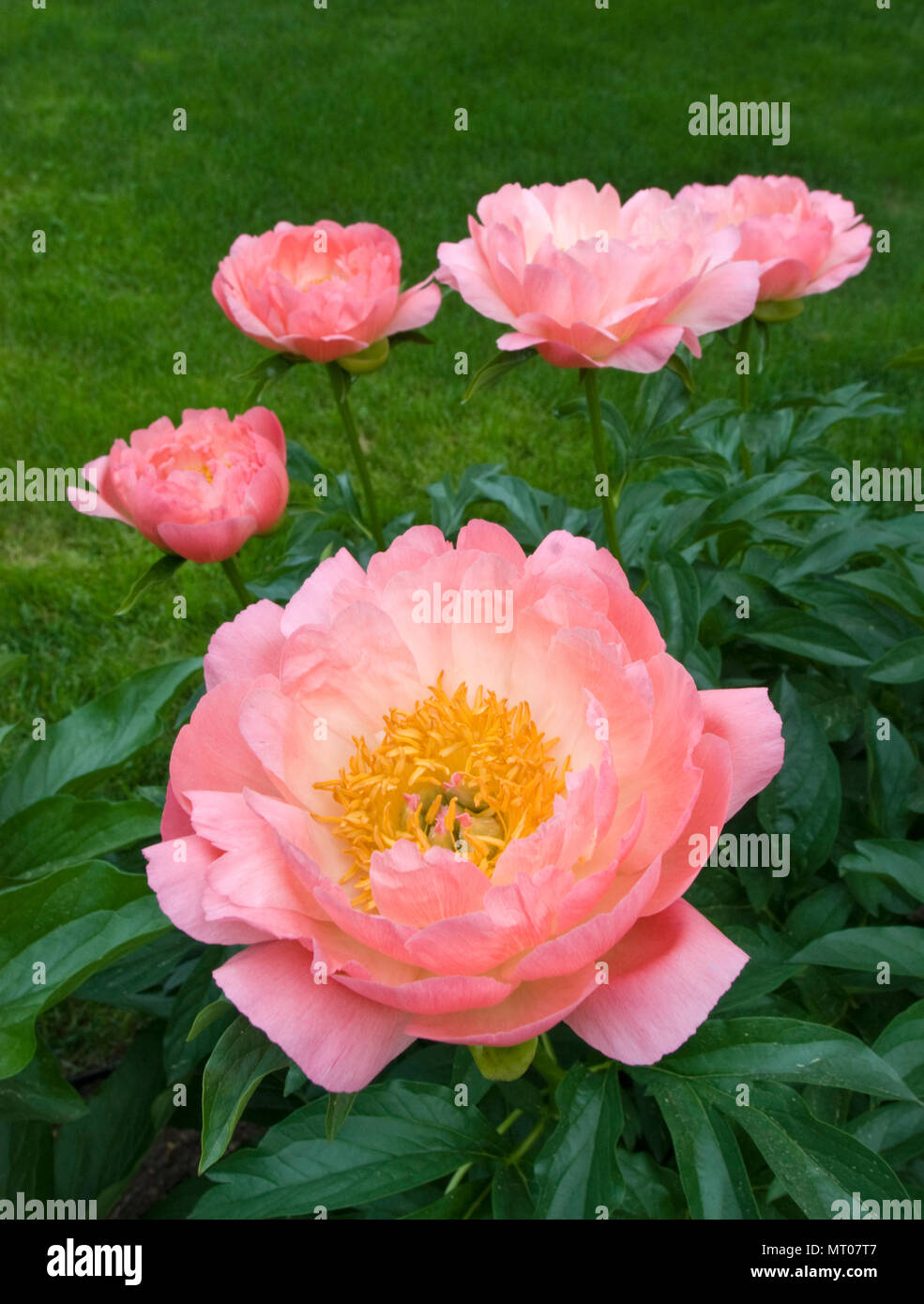 PAEONIA 'CORAL SUNSET' Banque D'Images
