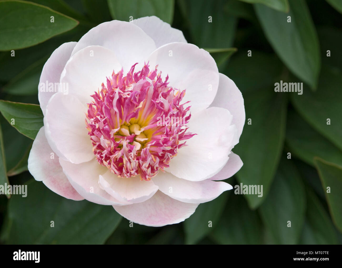 PAEONIA LACTIFLORA 'DO TELL' Banque D'Images