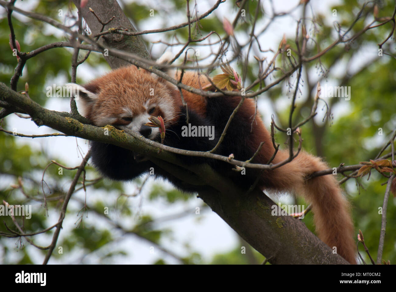 Cute panda rouge dormir sur les branches d'un arbre Banque D'Images