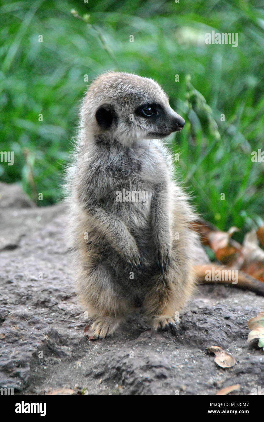 Little baby meerkat sitting et à travers Banque D'Images
