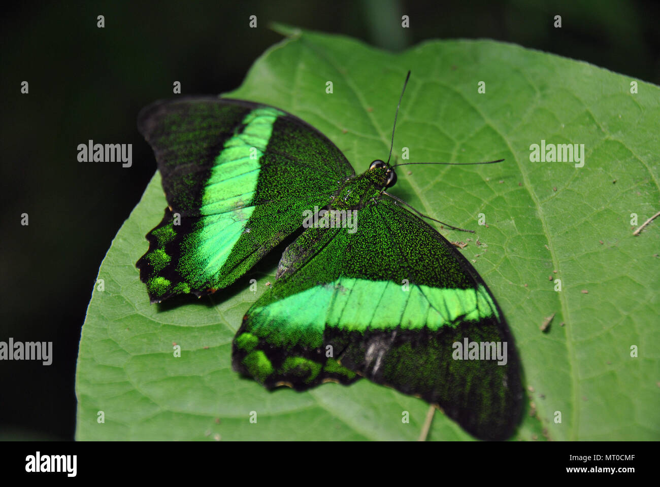 Beau vert-lycaenidae swallowtail noir papillon sur une feuille verte Banque D'Images