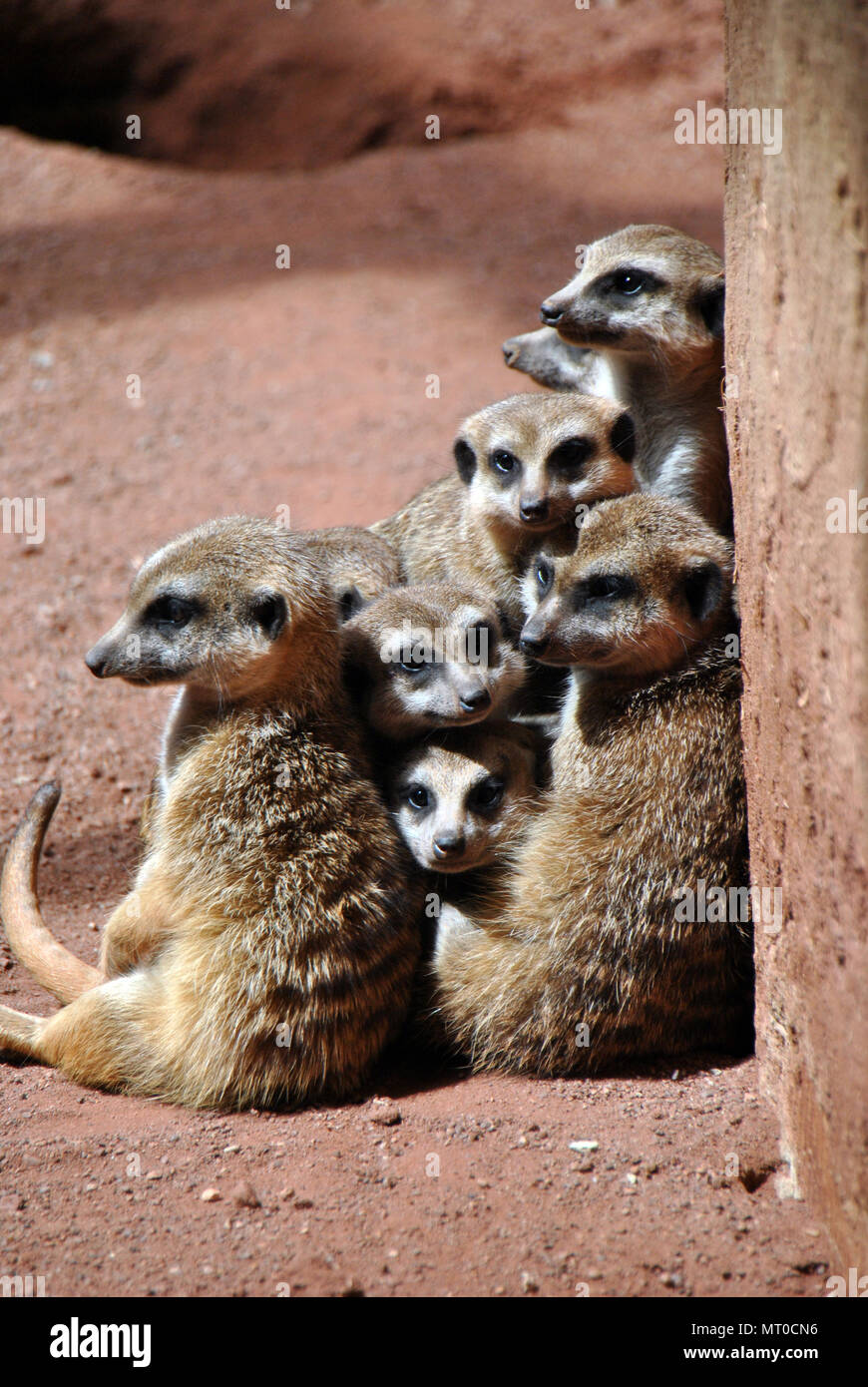 Famille d'adorables suricates blottis ensemble et de câlins Banque D'Images