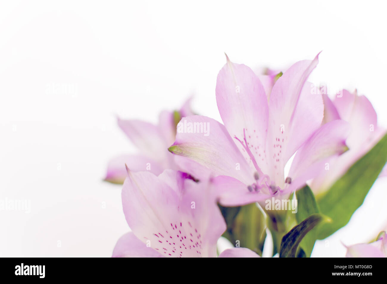 Belles fleurs de freesia violet Lily des Incas ou de l'Alstroemeria aurea Banque D'Images