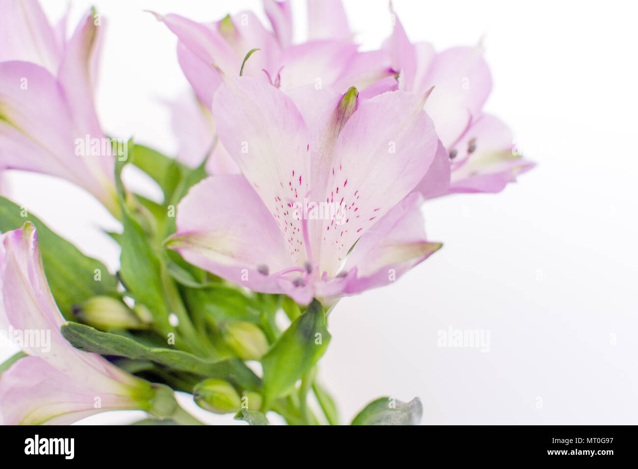 L'Alstroemeria violet frais fleurs isolé sur fond blanc Banque D'Images