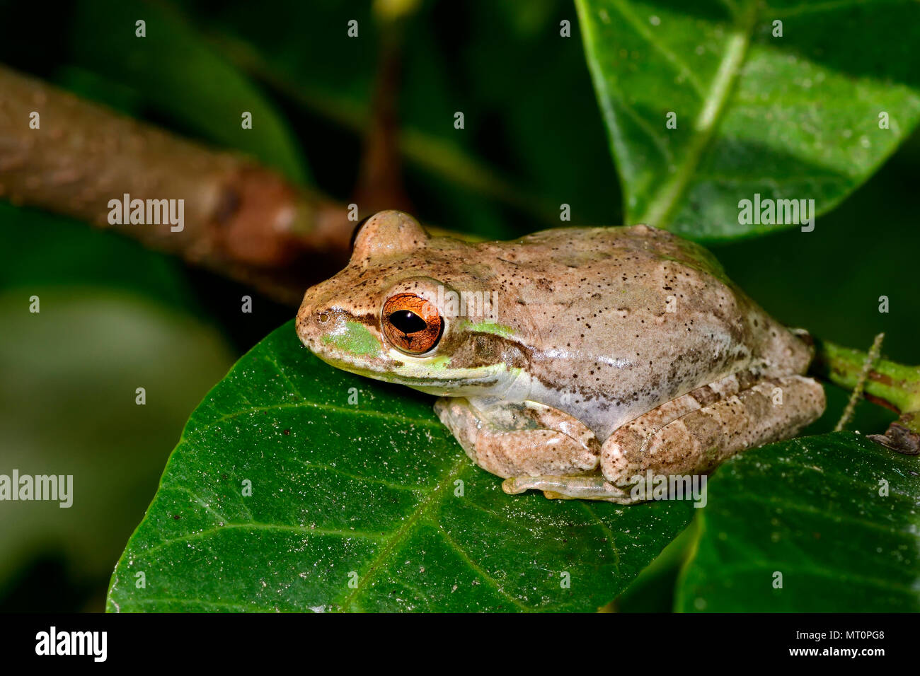 Treefrog cubain Banque D'Images