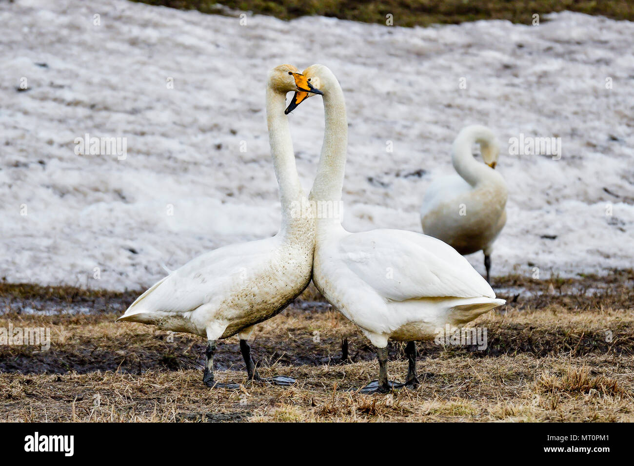 Montrer de l'affection couple cygne chanteur Banque D'Images