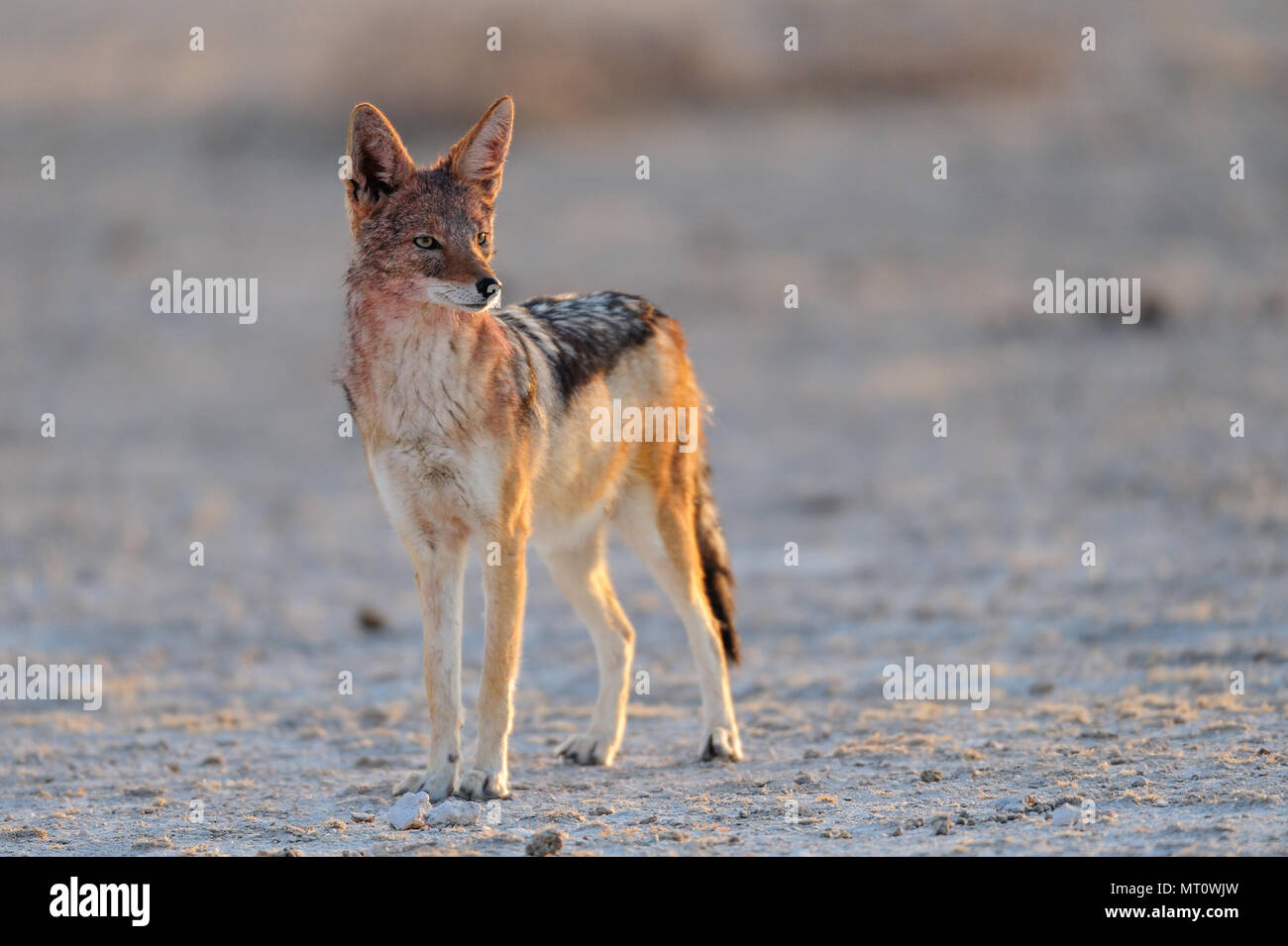 Chacal noir appuyé debout dans un marais salant, parc national d'Etosha, Namibie, (canis mesomelas) Banque D'Images