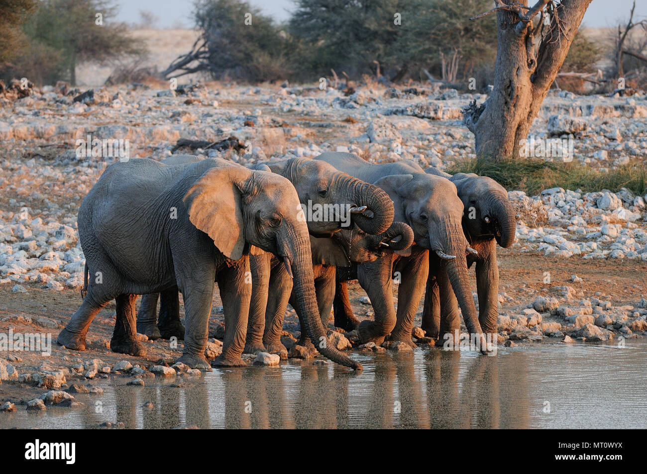 Troupeau d'éléphants d'Afrique sur un point d'eau et boire, parc national d'Etosha, Namibie, (Loxodonta africana) Banque D'Images