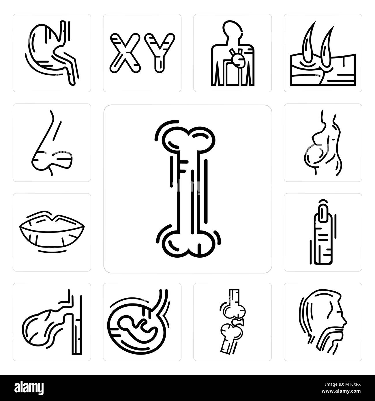 Ensemble de 13 icônes modifiable simple tels que les droits de l'os, de la trachée, des os, des foetus, la vésicule biliaire, fabricants, des lèvres, de la femme enceinte, le nez Vue de côté peut être utilisé Illustration de Vecteur