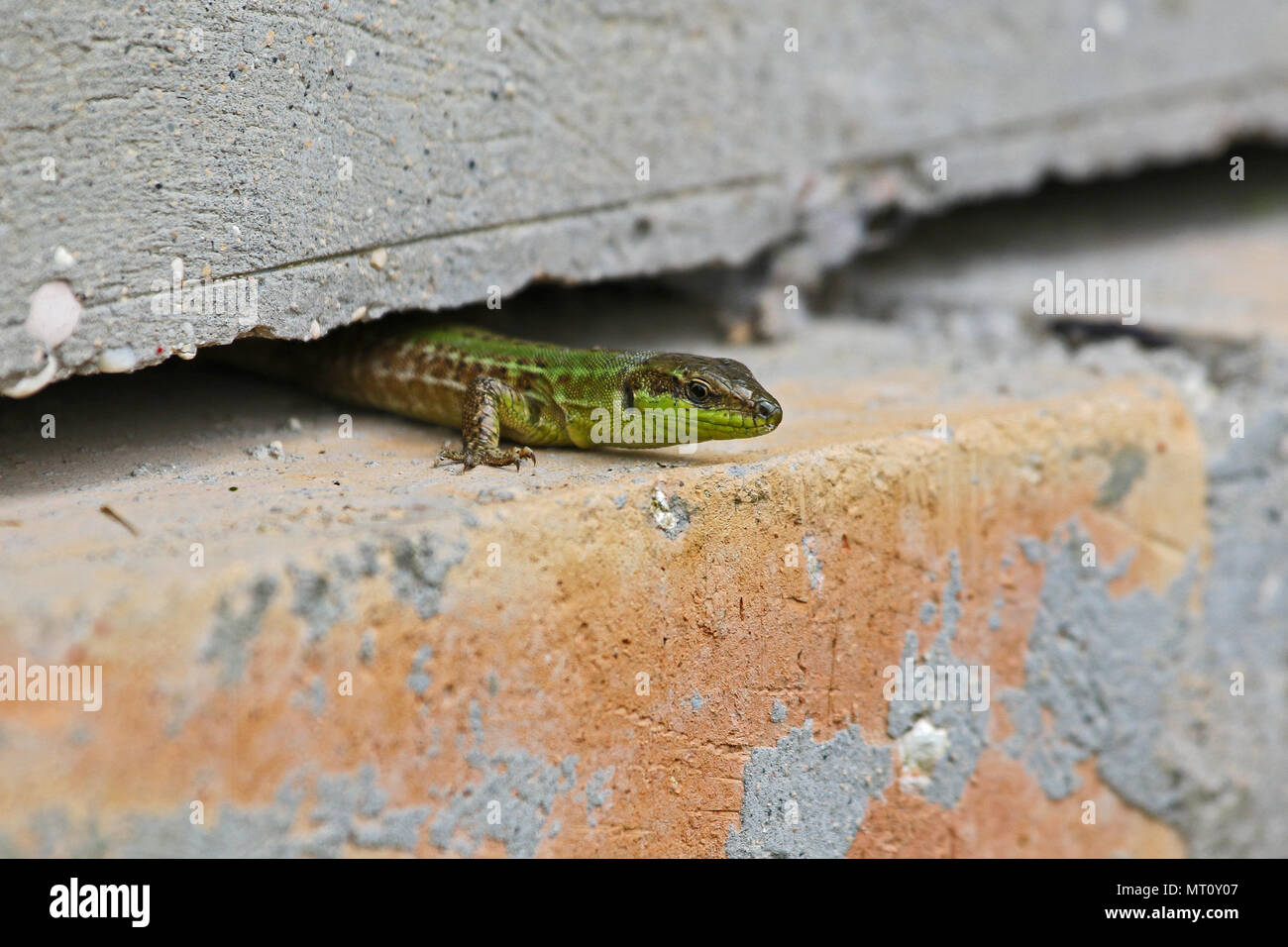 Lézard des murailles italien vert vif et close up ramper dans une fissure dans un mur nom Latin Podarcis sicula muralis en Italie au printemps Banque D'Images