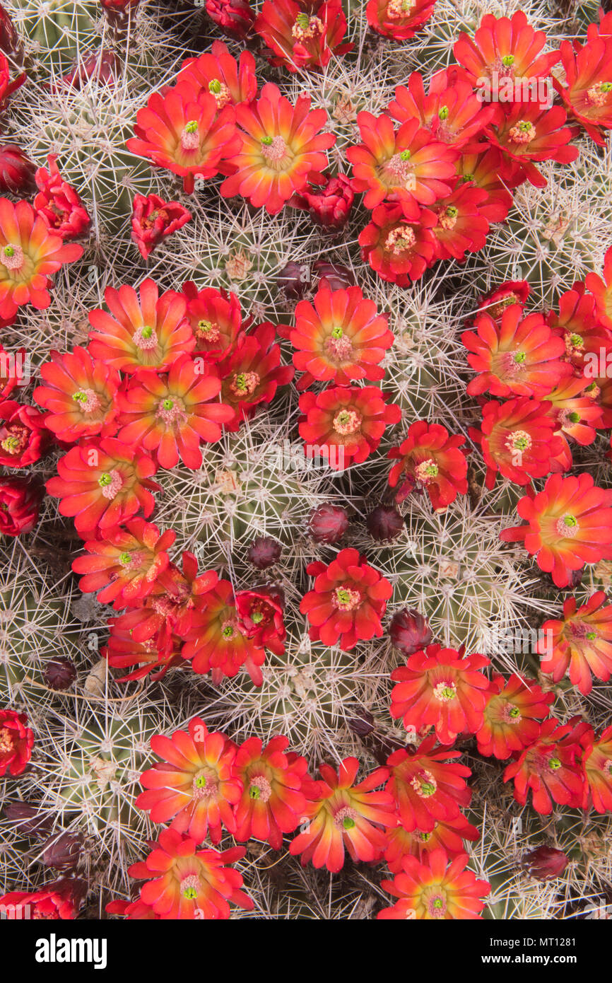 Claret-cup Hedgehog (Cactus Echinocereus) en fleur, Zion National Park, Utah Banque D'Images