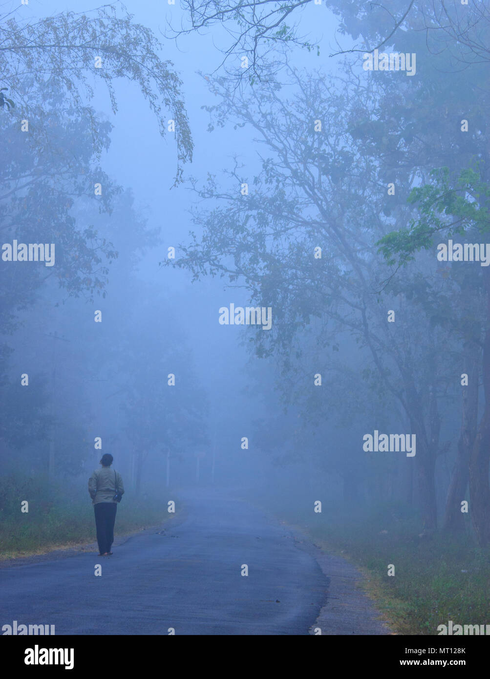 Marchant le long d'une route déserte dans un matin d'hiver brumeux - photographié à la périphérie du Parc National de Nagarhole Karnataka (Inde) Banque D'Images