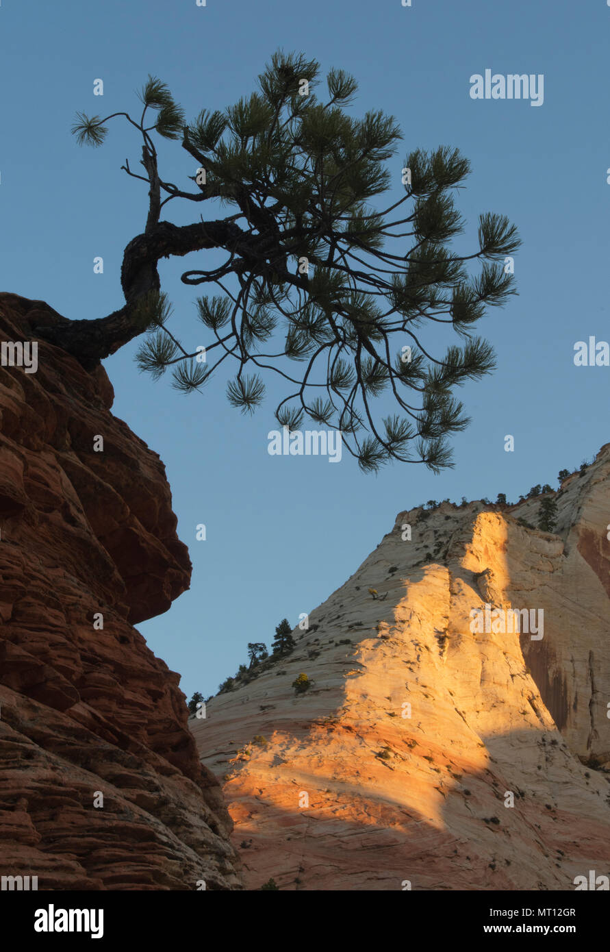 Noueux le pin ponderosa (Pinus ponderosa) Zion National Park, Utah, sunrise Banque D'Images