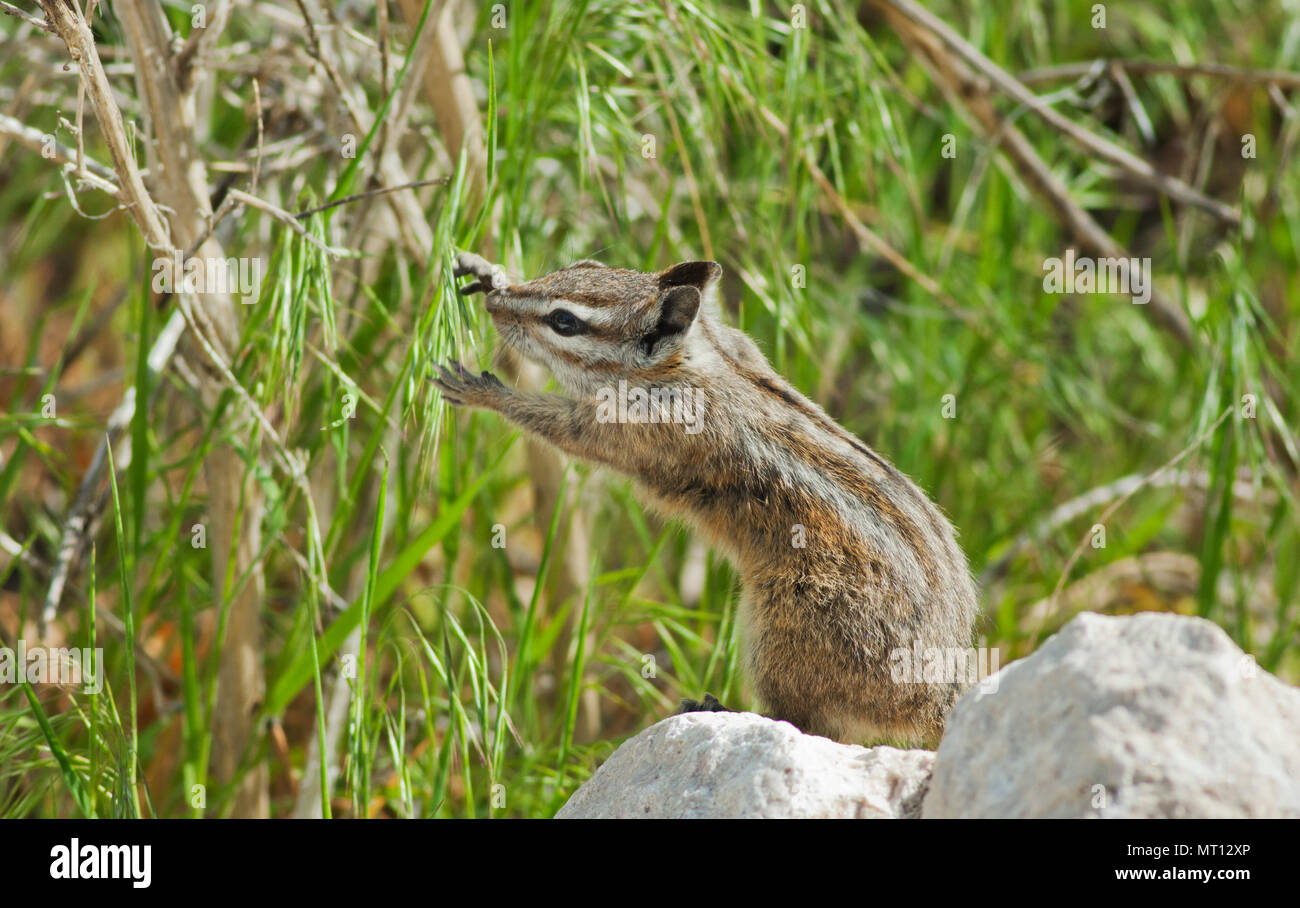 Palmer's le Tamia rayé (Tamias palmeri) en voie de disparition, que l'on trouve uniquement dans les montagnes au printemps, Nevada, près de Las Vegas - également connu sous le nom de 'Mt. Charleston Chipmunk' Banque D'Images Palmer's le Tamia rayé (Tamias palmeri) en voie de disparition, que l'on trouve uniquement dans les montagnes au printemps, Nevada, près de Las Vegas - également connu sous le nom de 'Mt. Charleston Chipmunk' Banque D'Images