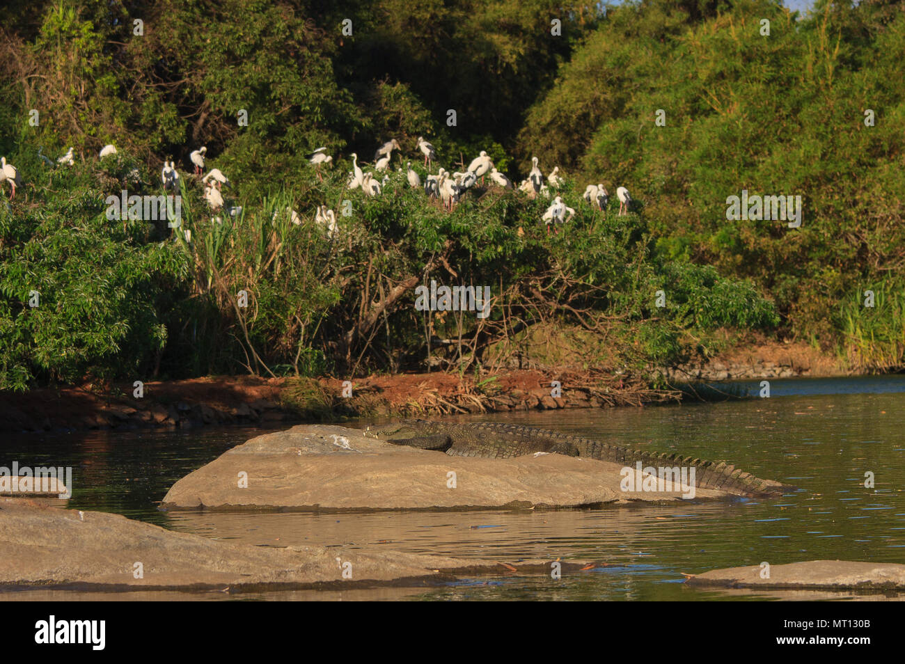 Pèlerin de crocodile sur un rocher - photographié à Ranganathittu Bird Sanctuary (Karnataka, Inde) Banque D'Images