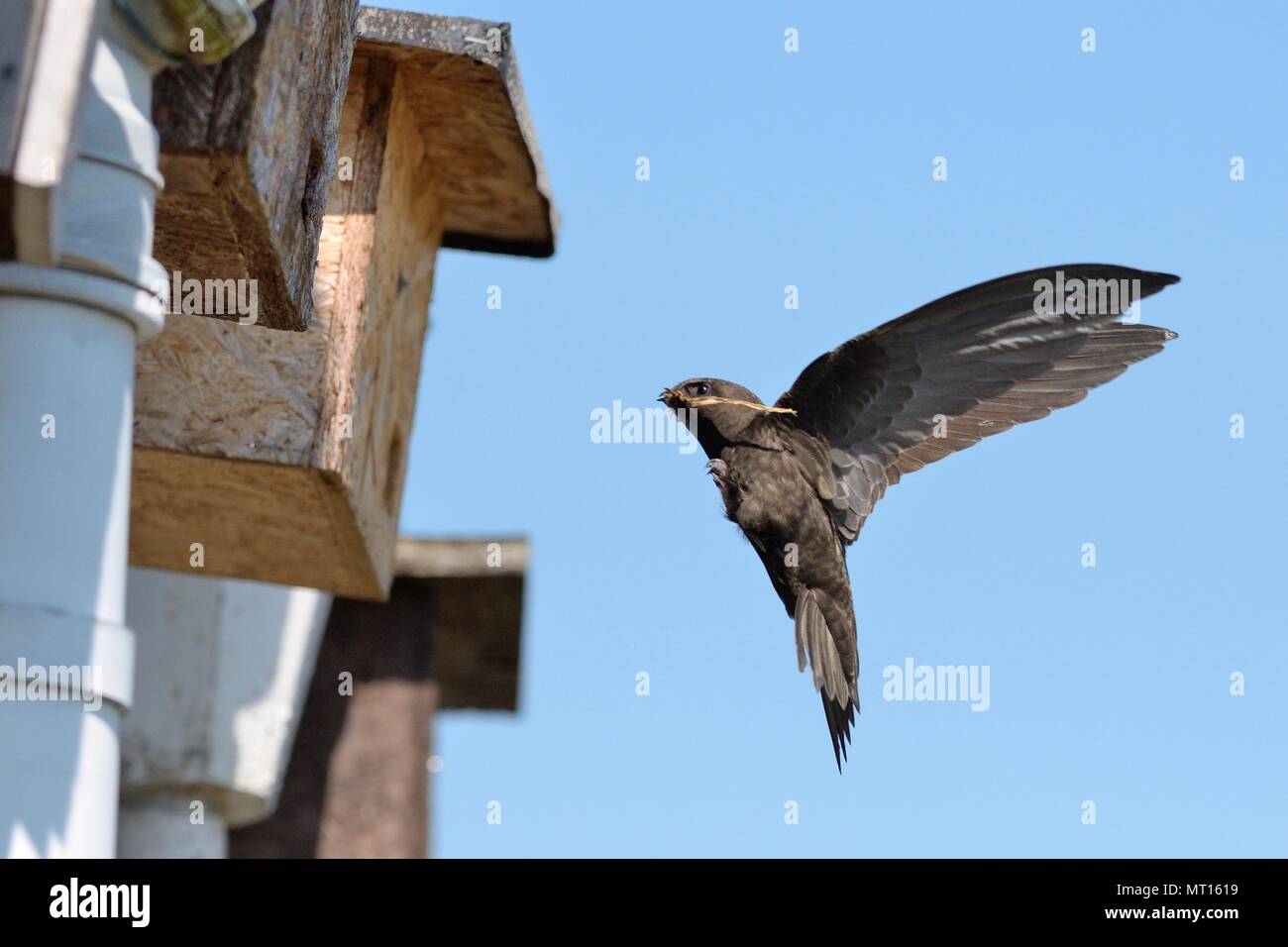 Une politique commune de Swift (Apus apus), volant à un nid fort attaché à l'avant-toit d'un chalet avec de la paille dans son bec pour construire son nid avec, Wiltshire, Royaume-Uni, mai. Banque D'Images