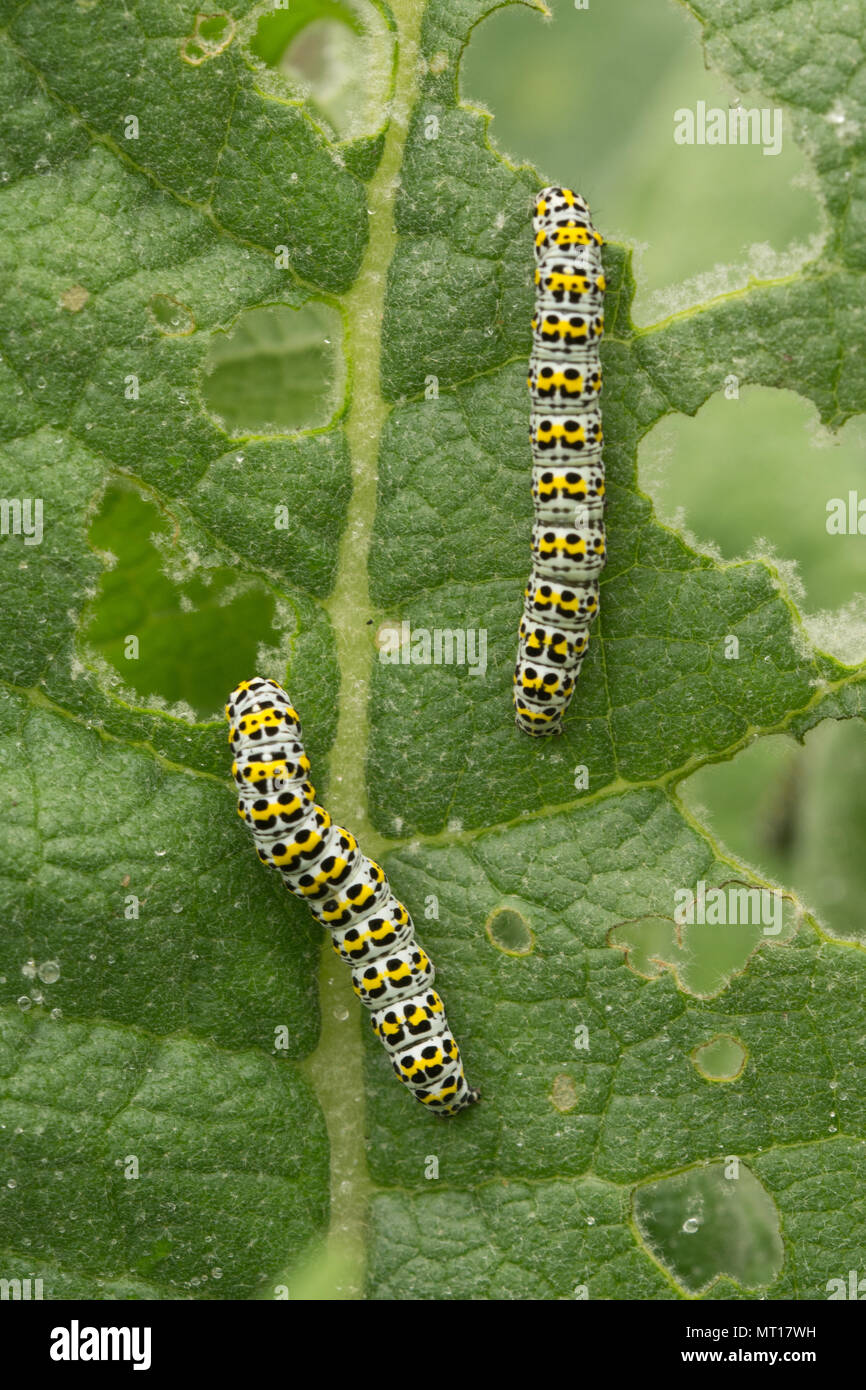 Les larves de la molène ou chenilles (Cucullia verbasci) se nourrissent de feuilles de molène à flanc de Denbies, Surrey, UK Banque D'Images
