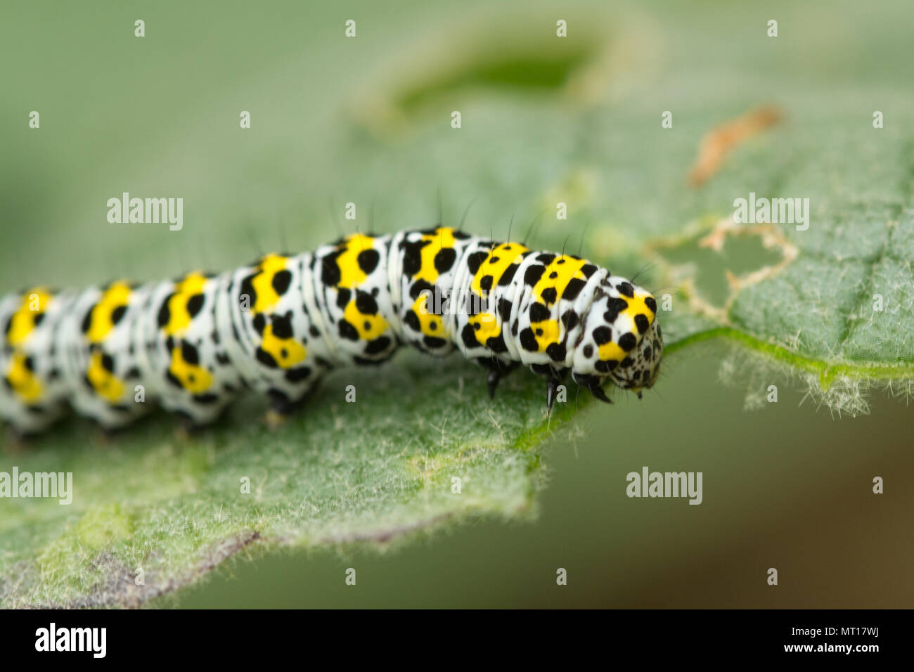 Larve de la molène ou Cucullia verbasci (caterpillar) se nourrissent de feuilles de molène à flanc de Denbies, Surrey, UK Banque D'Images