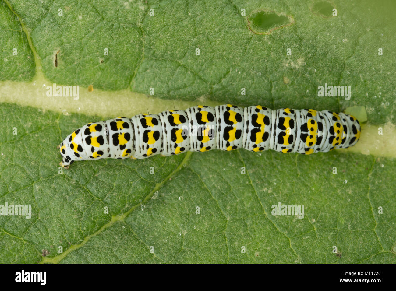 Larve de la molène ou Cucullia verbasci (caterpillar) se nourrissent de feuilles de molène à flanc de Denbies, Surrey, UK Banque D'Images