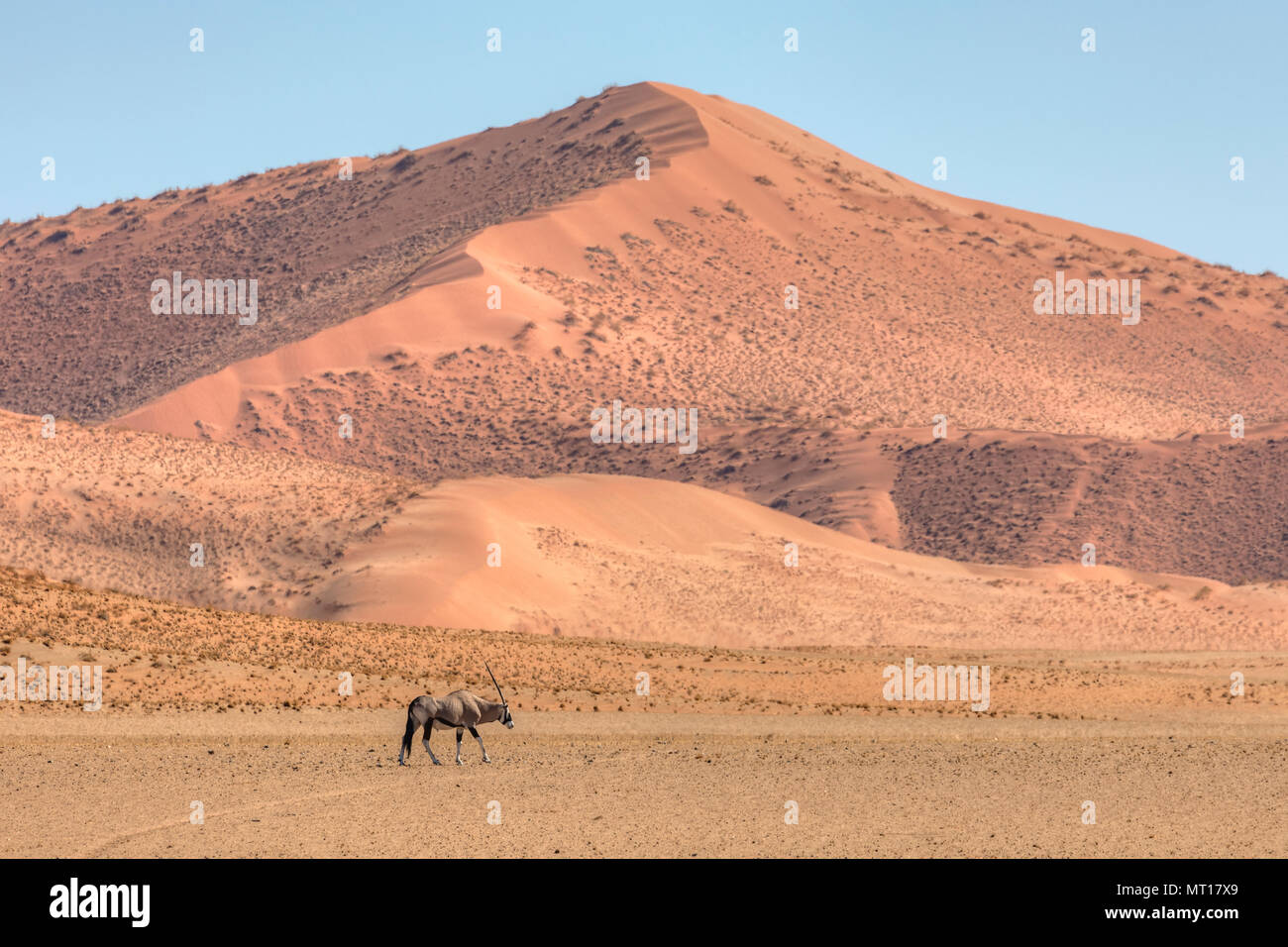 Gemsbok, Sossusvlei, désert du Namib, Namibie, Afrique Banque D'Images